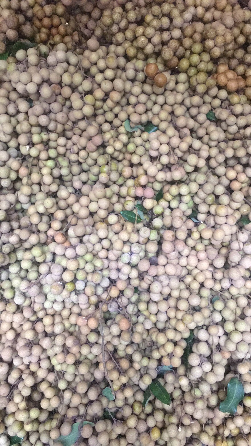 粤西优质龙眼石硖中大果