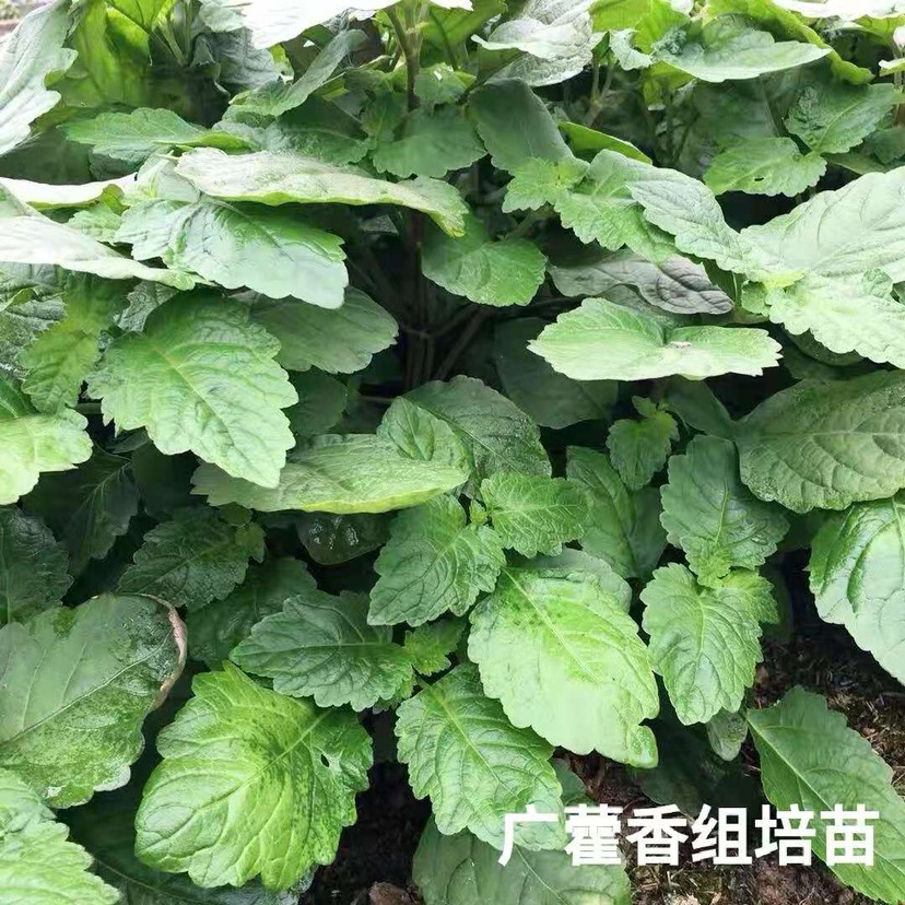 广藿香（肇庆香）组培苗，抗病强产量高