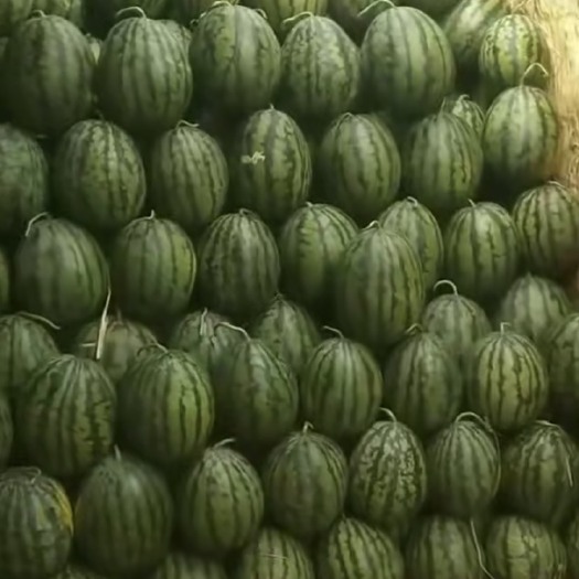 绥中县东北甜王西瓜