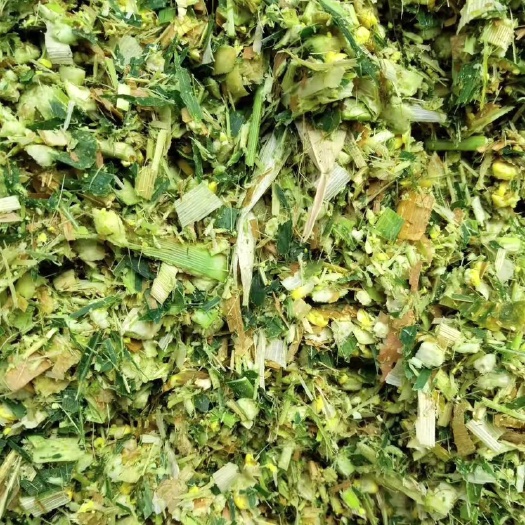 罗平县青储草  全株玉米青贮 青储饲料 牛羊饲料 厂家直销