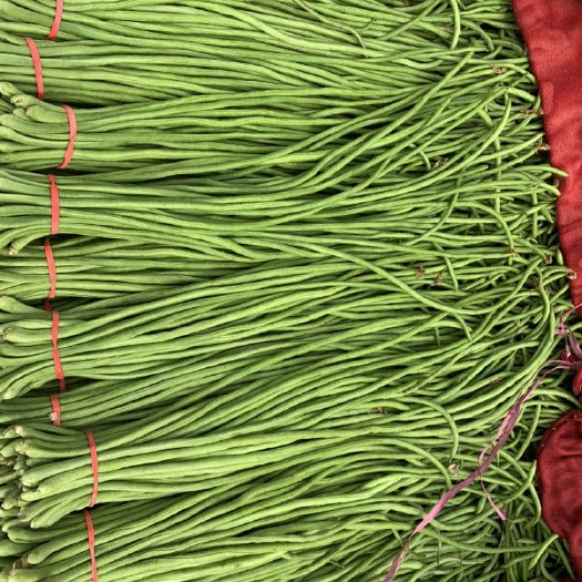 邯郸 绿龙豆角 优质长豆角 特级 量大从优