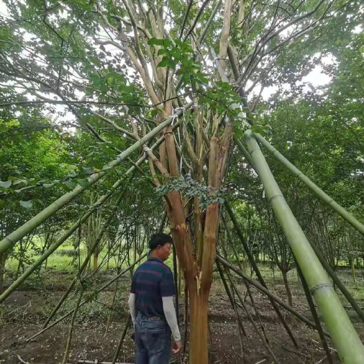 杭州老紫薇与速生紫薇并立，地径20-28公分，货源充足