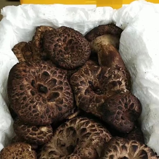 广州2021新鲜云南黑虎掌菌