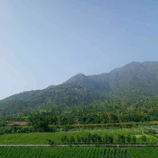 五指山市 海南五指山忧遁草种植基地！