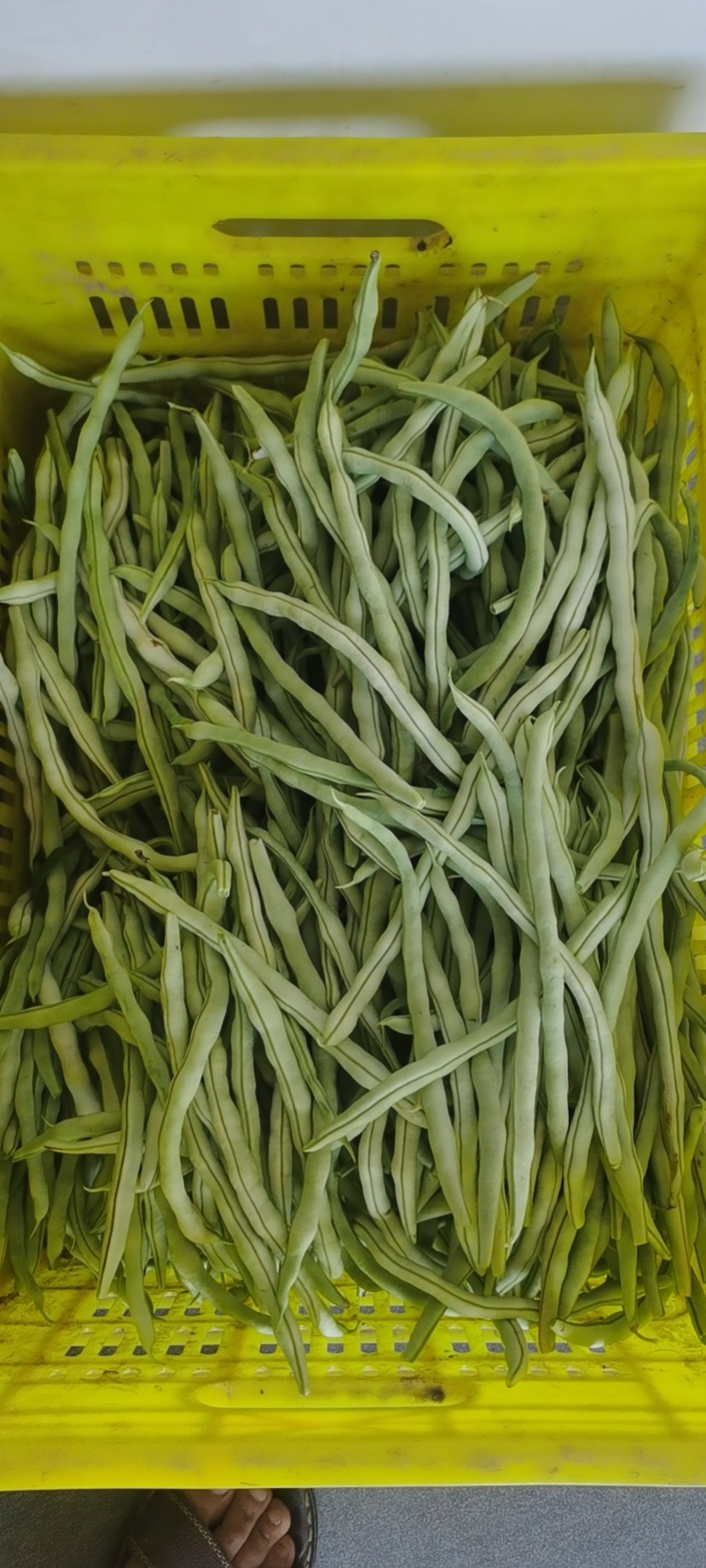 绿龙豆角  陕西精品豆角～王中王……绿豆角，四季豆