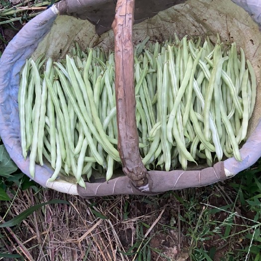 淳化县绿龙豆角  陕西精品豆角～王中王……绿豆角，四季豆