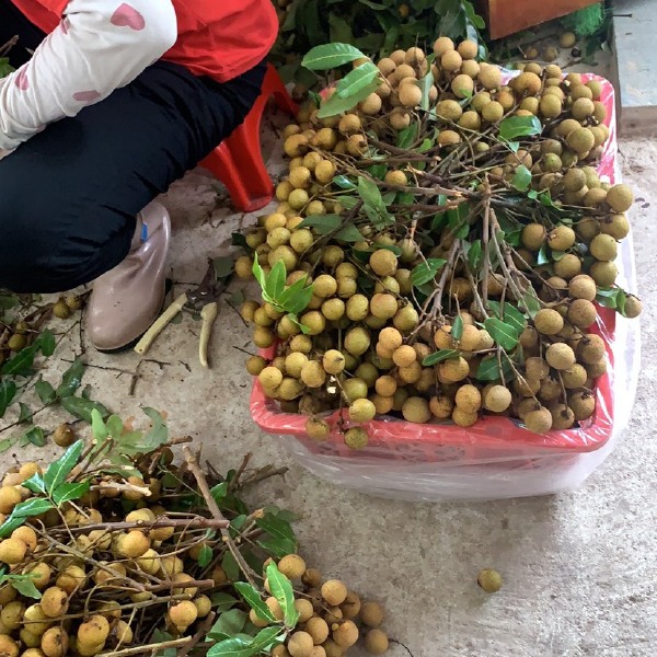 石硖，古山（龙眼）大量上市