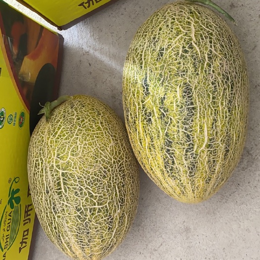 伽师县八六王哈密瓜 伽师瓜