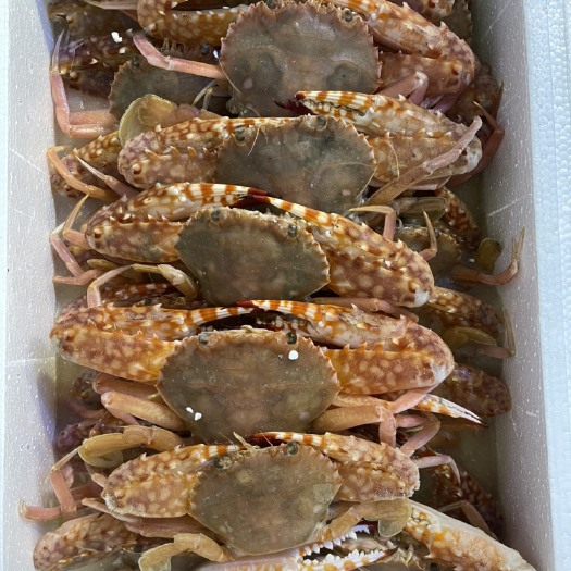 北海花盖蟹 花蟹肉质饱满亲测！