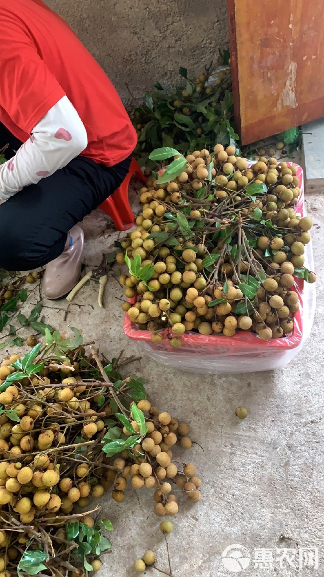 石硖，古山（龙眼）大量上市