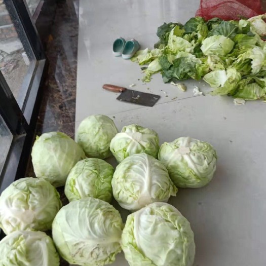 徐州 冷库包菜