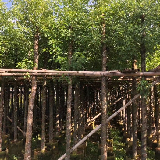 普宁市香樟