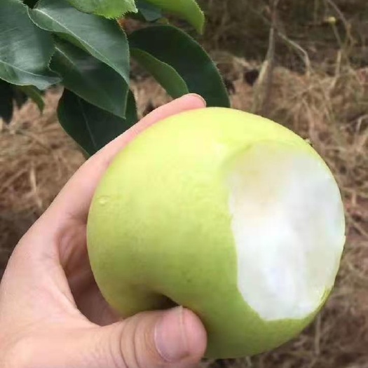 洋县黄金梨 自家果园