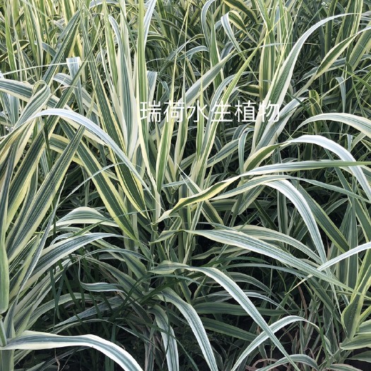 安新县花叶芦竹，盆栽花叶芦竹，老根苗成活率高