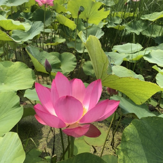 莲藕种苗  荷花苗，白洋淀古代红莲苗，野生荷花苗，莲藕苗