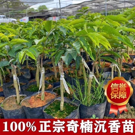 茂名沉香苗  沉香棋楠苗正宗奇楠沉香树苗嫁接一代绿棋楠沉香木苗珍稀名贵