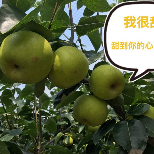 海宁市海宁果园苹果梨脆甜多汁皮薄个头大高品质梨