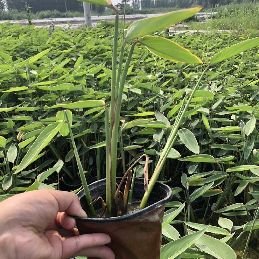安新县再力花，盆栽再力花，老根苗成活率高