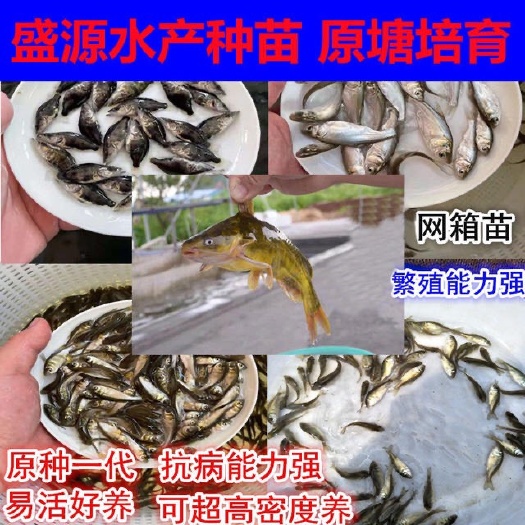 连云港优质黄骨鱼苗淡水黄颡鱼苗黄丫头鱼苗昂刺鱼苗