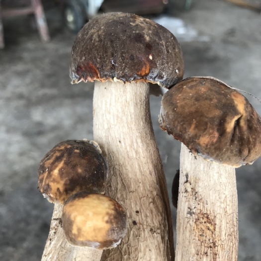 扎兰屯市黄牛肝菌 野生牛肝菌，鸡油菌，鲜品速冻品！大量供应！