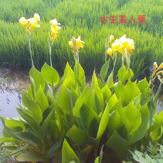 粉美人蕉  水生美人蕉，盆栽美人蕉，自产自销，量大价优