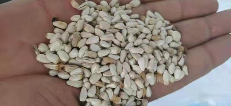 霍尔果斯红花籽，现货1000吨