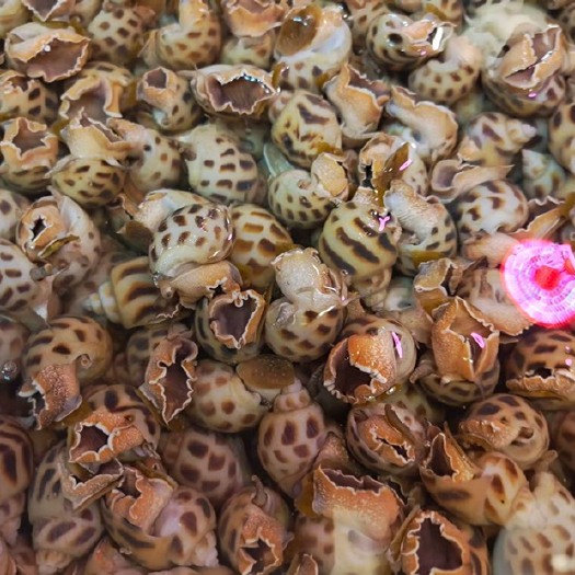 广州 生猛花螺