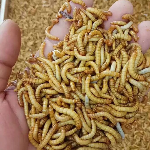 吉安 黄粉虫