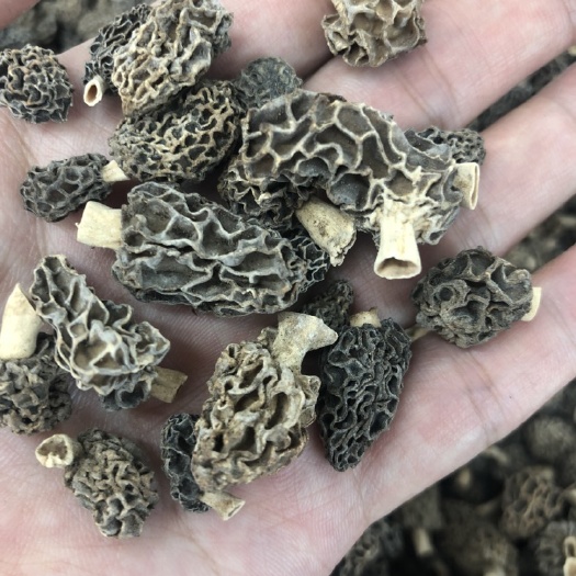 源头批发野生羊肚菌 西藏精选小号厚肉香味浓厚羊肚菌干货批发