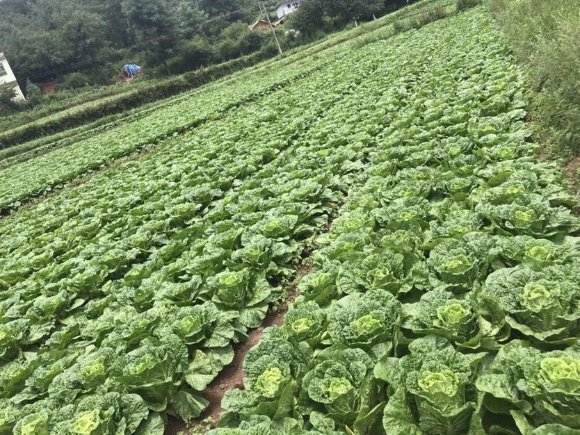 黃心大白菜 貴州省畢節(jié)市威寧彝族回族苗族自治縣 