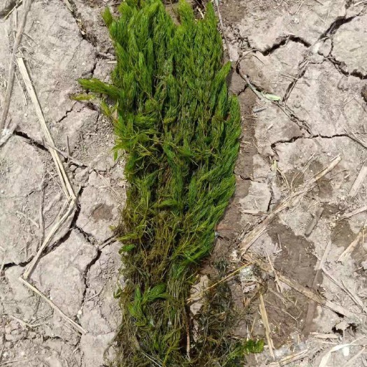 安新县金鱼藻等各种沉水植物种植