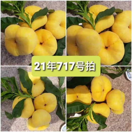 蒙阴县黄金蜜 山东蒙阴蜜桃畅销品牌绿色无公害产品大量供应红桃黄桃油桃蟠桃