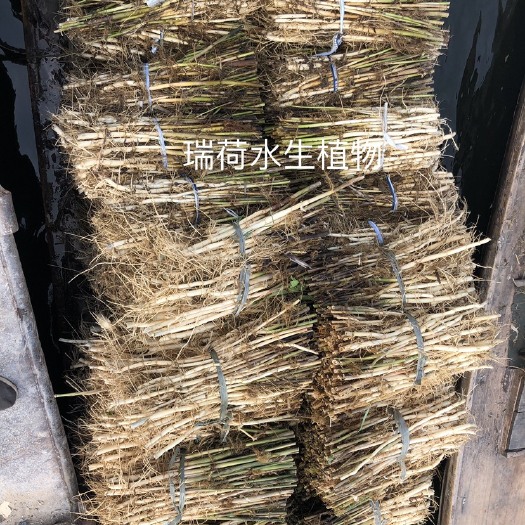 安新县芦苇苗，盆栽芦苇，白洋淀芦苇，成活率高