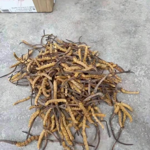 小金县冬虫夏草  阿坝小金虫草纯鲜虫草重量都在0.9克以上，目前干的！