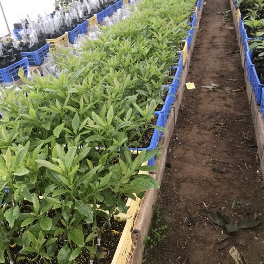 牛油果苗  纯正哈斯、三十多年种植经验