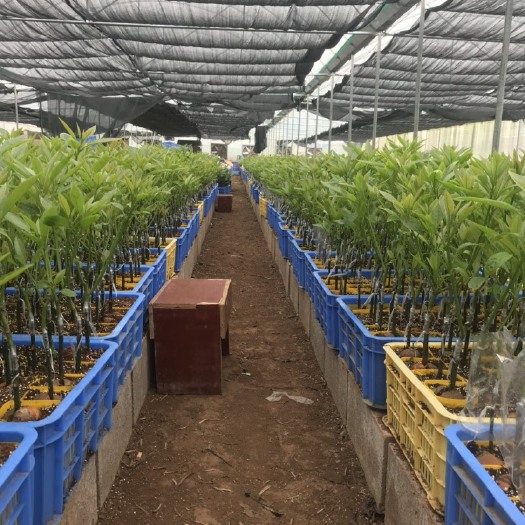 纯正哈斯牛油果嫁接苗、三十多年种植经验、免费技术指导
