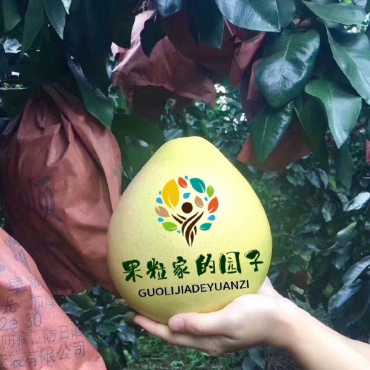 梅州蜜柚  预售～梅州大埔黄金柚三红柚白肉柚