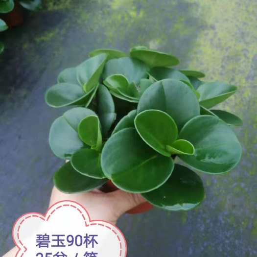 广州碧玉盆栽  【基地直供】碧玉豆瓣绿盆栽大青叶植物室内好养花卉去甲醛