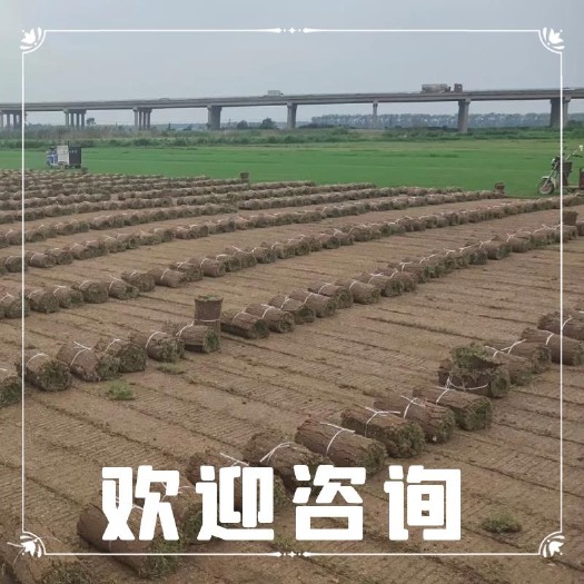 寿县百慕大草坪免修剪高成活率，好管理，量大价优不限量