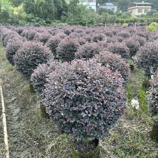 阳朔县黑珍珠红继木  红继木球