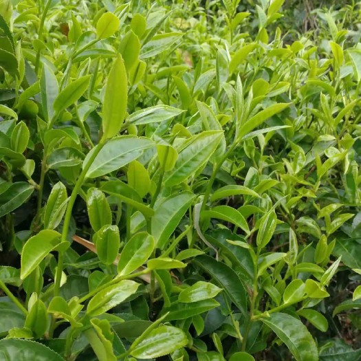 景东县古树茶、熟茶、生态茶