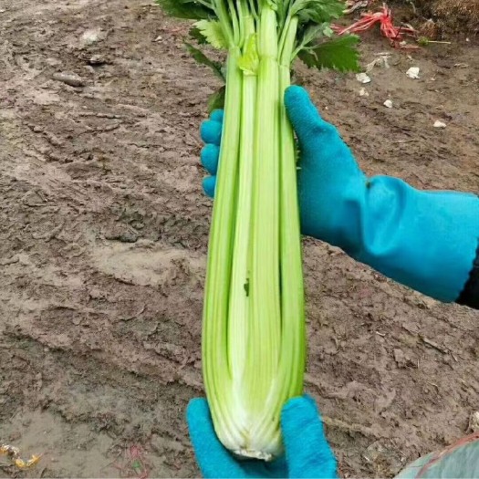 西芹   欢迎老板至电