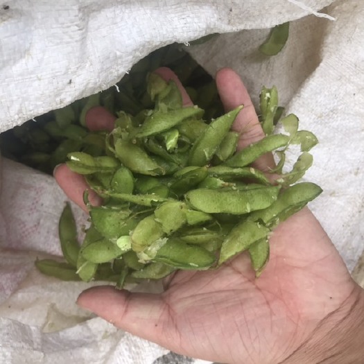 新沂市 新鲜毛豆荚