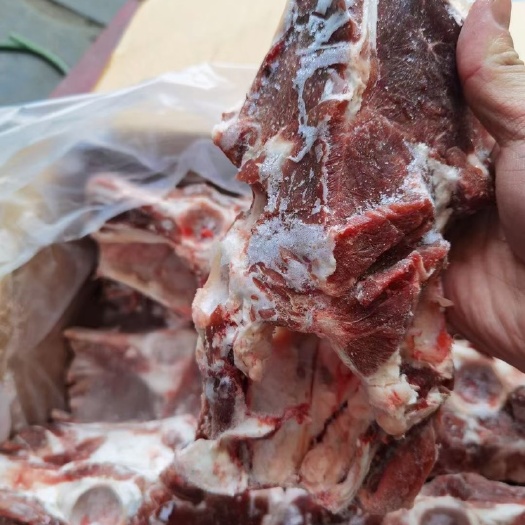 河间市羊蝎子 羔羊多肉胯骨