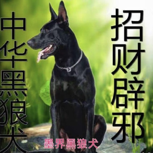 巨野县牧羊犬，中华黑犬，马犬，东德牧羊犬，青犬，杜高犬