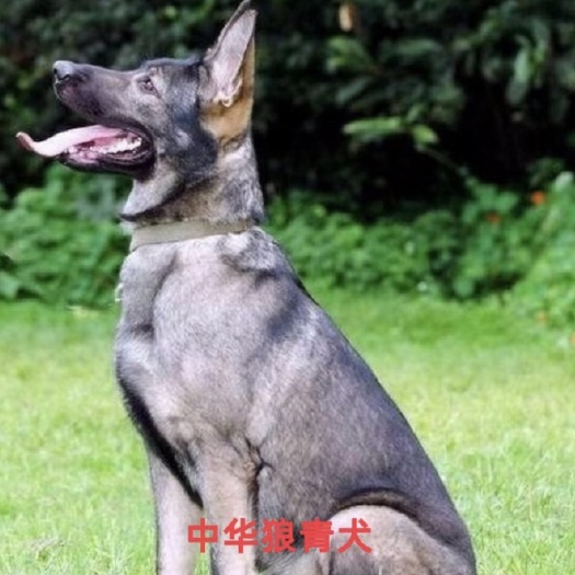 巨野县牧羊犬，青犬，看家护院犬，猎犬，护卫犬