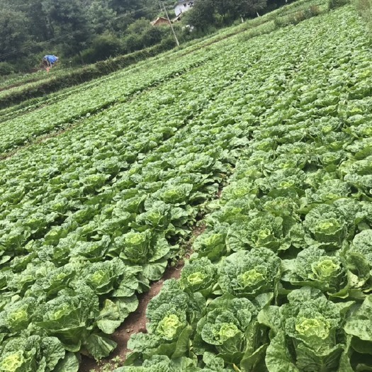 威宁县黄心大白菜 贵州省毕节市威宁彝族回族苗族自治县 