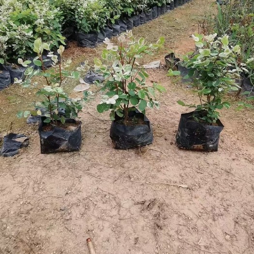 漳浦县重阳木  雪花木