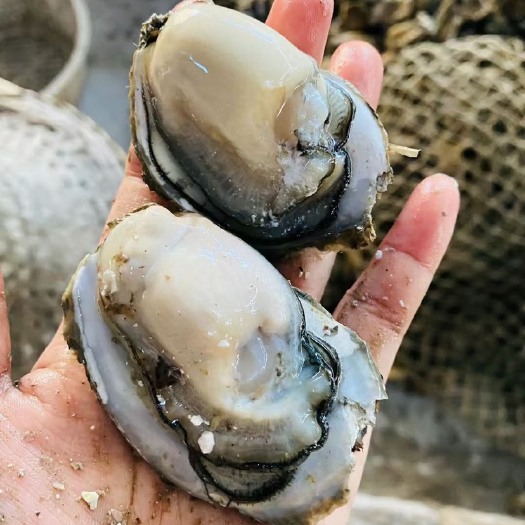 诏安县珍珠蚝  福建蚝 烧烤蚝 鲜活商用水产烧烤即食