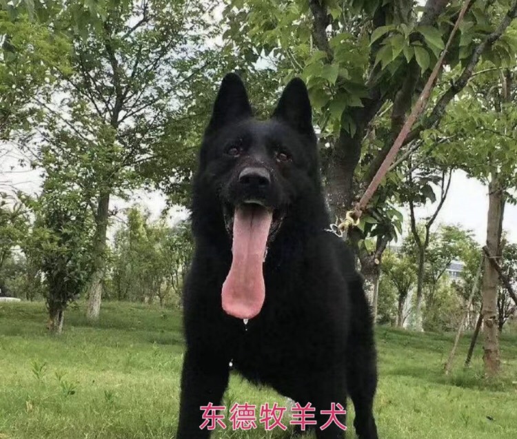 牧羊犬，中华黑犬，马犬，东德牧羊犬，青犬，杜高犬